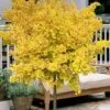 Mariken Dwarf Ginkgo Single Trunk Topiary Tree - 2 Gallon Pot 1 Mariken Dwarf Ginkgo Single Trunk Topiary Tree - 2 Gallon Pot -Cheap Plants Store ginkgo biloba mariken single trunk topiary tree 2