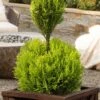Goldcrest Monterey Lemon Cypress - 2-Ball Poodle Tier Topiary - 2 Gallon Pot -Cheap Plants Store goldcrest monterey lemon cypress two ball poodle tier topiary 1