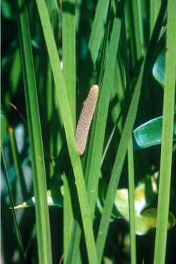 American Sweet Flag (Acorus Americanus) - 1 Gallon Pot -Cheap Plants Store grass american sedge 500x750 1