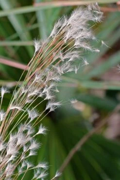 Broomsedge Bluestem Grass (Andropogon Virginicus) - 1 Gallon Pot -Cheap Plants Store grass broomsedgebluestem 500x750 2