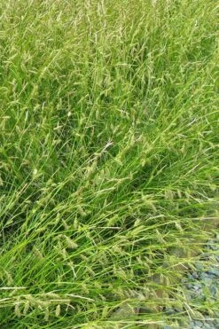 Cherokee Sedge (Carex Cherokeensis) - 1 Gallon Pot -Cheap Plants Store grass cherokee sedge 500x750 1