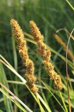 Fox Sedge (Carex Vulpinoidea) - 1 Gallon Pot -Cheap Plants Store grass fox sedge 500x750 1