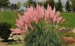 Pink Pampas Grass - 3 Gallon Pot -Cheap Plants Store grass pink pampas landscapejpg 1