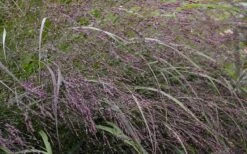 Prairie Winds Apache Rose Switchgrass (Panicum) - 1 Gallon Pot -Cheap Plants Store grass switch prairie rose 800x500 1