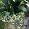 Variegated Algerian Ivy (Hedera Algeriensis 'Gloire De Marengo') - 5 Pack Of Pint Pots 1 Variegated Algerian Ivy (Hedera Algeriensis 'Gloire De Marengo') - 5 Pack Of Pint Pots -Cheap Plants Store hedera algeriensis gloire de marengo variegated algerian ivy 102