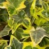 Gold Child Ivy (Hedera Helix) - 6 Pack Of Pint Pots -Cheap Plants Store hedera helix gold child english ivy 100