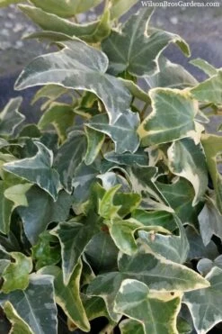 Ingelise English Ivy (Hedera) - 5 Pack Of Pint Pots -Cheap Plants Store hedera helix ingelise english ivy 4 1