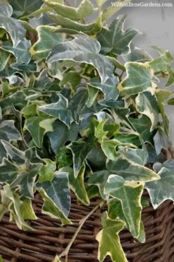 Ingelise English Ivy (Hedera) - 10 Pack Of 4" Pots -Cheap Plants Store hedera helix ingelise english ivy 6