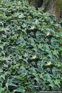 Ingelise English Ivy (Hedera) - 10 Pack Of 4" Pots -Cheap Plants Store hedera helix ingelise english ivy 7