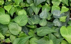Teardrop Ivy (Hedera Helix) - 5 Pack Of Pint Pots -Cheap Plants Store hedera helix teardrop ivy 100