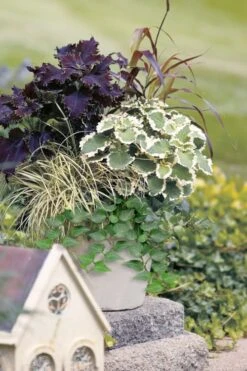 Teardrop Ivy (Hedera Helix) - 5 Pack Of Pint Pots -Cheap Plants Store hedera helix teardrop ivy 101