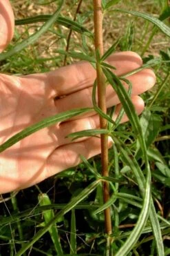 Swamp Sunflower (Helianthus Angustifolius) - 8 Pack Of 1 Gallon Pots -Cheap Plants Store helianthus angustifolius swamp sunflower 10