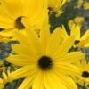 Swamp Sunflower (Helianthus Angustifolius) - 6 Pack Of 1 Gallon Pots -Cheap Plants Store helianthus angustifolius swamp sunflower 21 1
