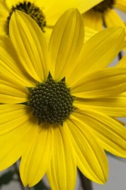Swamp Sunflower (Helianthus Angustifolius) - 8 Pack Of 1 Gallon Pots -Cheap Plants Store helianthus angustifolius swamp sunflower 3