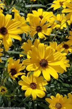 First Light Willowleaf Sunflower (Helianthus) - 1 Gallon Pot -Cheap Plants Store helianthus first light willowleaf sunflower 1