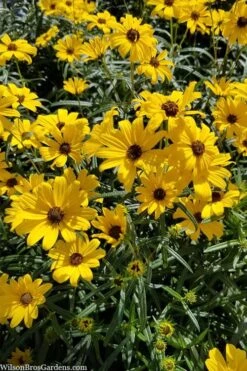 First Light Willowleaf Sunflower (Helianthus) - 1 Gallon Pot -Cheap Plants Store helianthus first light willowleaf sunflower 2