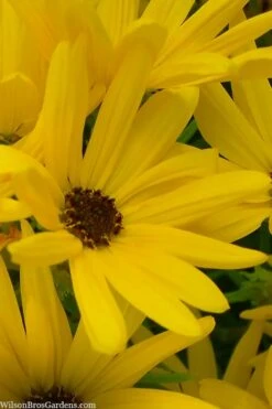 First Light Willowleaf Sunflower (Helianthus) - 1 Gallon Pot -Cheap Plants Store helianthus first light willowleaf sunflower 3