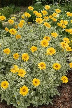 Sunstruck Heliopsis (Perennial Sunflower) - 1 Gallon Pot -Cheap Plants Store heliopsis sunstruck perennial sunflower 3