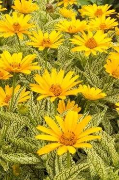 Sunstruck Heliopsis (Perennial Sunflower) - 1 Gallon Pot -Cheap Plants Store heliopsis sunstruck perennial sunflower 5