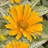 Sunstruck Heliopsis (Perennial Sunflower) - 1 Gallon Pot -Cheap Plants Store heliopsis sunstruck perennial sunflower 7
