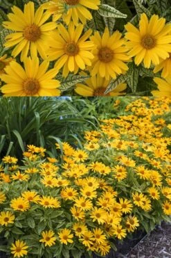 Sunstruck Heliopsis (Perennial Sunflower) - 1 Gallon Pot -Cheap Plants Store heliopsis sunstruck perennial sunflower 8