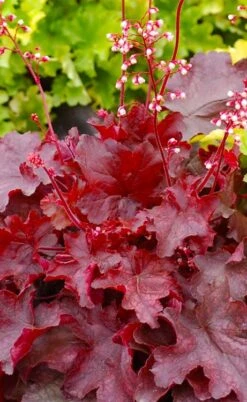 Fire Chief Heuchera (Coral Bells) - 10 Pack Of Quart Pots -Cheap Plants Store heuchera fire chief 20
