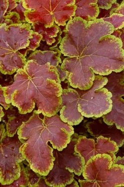 Solar Eclipse Heucherella (Foamy Bells) - 1 Gallon Pot -Cheap Plants Store heucherella solar eclipse 1