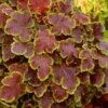 Solar Eclipse Heucherella (Foamy Bells) - 1 Gallon Pot -Cheap Plants Store heucherella solar eclipse 2