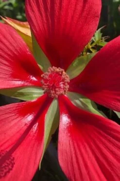 Red Swamp Hardy Hibiscus (Texas Star) - 1 Gallon 14 Red Swamp Hardy Hibiscus (Texas Star) - 1 Gallon -Cheap Plants Store hibiscus coccineus red swamp texas star 106