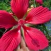 Red Swamp Hardy Hibiscus (Texas Star) - 1 Gallon -Cheap Plants Store hibiscus coccineus red swamp texas star 108