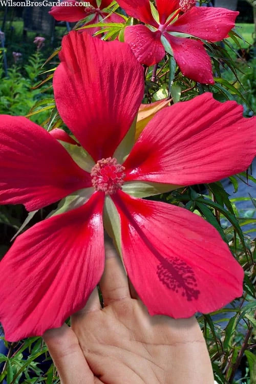 Red Swamp Hardy Hibiscus (Texas Star) - 1 Gallon 3 Red Swamp Hardy Hibiscus (Texas Star) - 1 Gallon