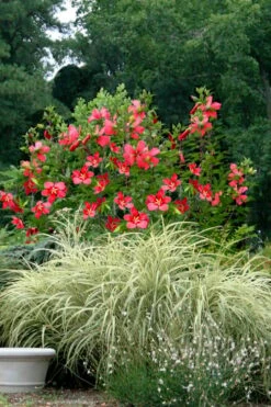 Red Swamp Hardy Hibiscus (Texas Star) - 1 Gallon 12 Red Swamp Hardy Hibiscus (Texas Star) - 1 Gallon -Cheap Plants Store hibiscus coccineus red swamp texas star 112