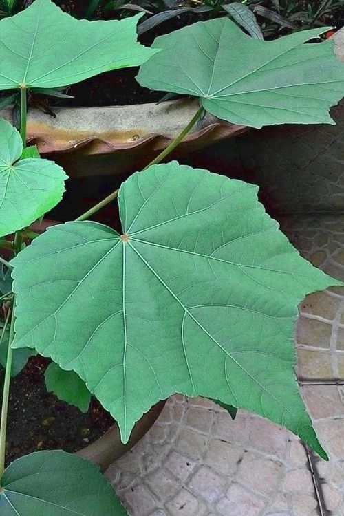 Confederate Rose Hibiscus - Rose Mallow - 1 Gallon Pot 7 Confederate Rose Hibiscus - Rose Mallow - 1 Gallon Pot - Image 5