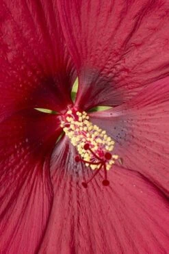 Head Over Heels 'Desire' Hardy Hibiscus - 3 Gallon Pot -Cheap Plants Store hibiscus head over heels desire 1