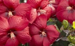 Head Over Heels 'Desire' Hardy Hibiscus - 3 Gallon Pot -Cheap Plants Store hibiscus head over heels desire 3