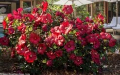 Head Over Heels 'Desire' Hardy Hibiscus - 3 Gallon Pot -Cheap Plants Store hibiscus head over heels desire 6