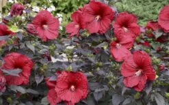 Summerific Holy Grail Hardy Hibiscus (Rose Mallow) - 3 Gallon Pot -Cheap Plants Store hibiscus holy grail 800x500 1