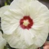 Summerific French Vanilla Hibiscus (Rose Mallow) - 1 Gallon Pot -Cheap Plants Store hibiscus summerific french vanilla 4