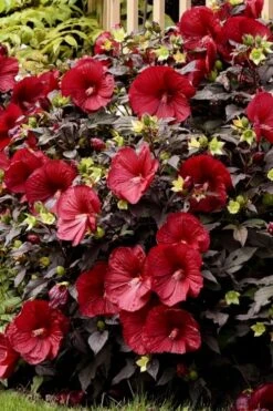 Summerific Holy Grail Hardy Hibiscus (Rose Mallow) - 3 Gallon Pot -Cheap Plants Store hibiscus summerific holy grail rose mallow 5