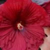 Summerific Holy Grail Hardy Hibiscus (Rose Mallow) - 3 Gallon Pot 2 Summerific Holy Grail Hardy Hibiscus (Rose Mallow) - 3 Gallon Pot -Cheap Plants Store hibiscus summerific holy grail rose mallow 7