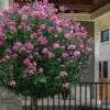 Lucy Rose Of Sharon (Single Trunk Tree) - 7 Gallon Pot (3-4') -Cheap Plants Store hibiscus syriacus lucy rose of sharon tree 2 1