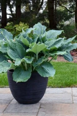 Diamond Lake Hosta Lily - 1 Gallon Pot -Cheap Plants Store hosta lily diamond lake 4