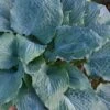 Diamond Lake Hosta Lily - 1 Gallon Pot -Cheap Plants Store hosta lily diamond lake 7
