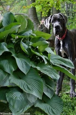 Empress Wu Giant Hosta Lily - 6 Pack Of 1 Gallon Pots 13 Empress Wu Giant Hosta Lily - 6 Pack Of 1 Gallon Pots -Cheap Plants Store hosta lily empress wu 205