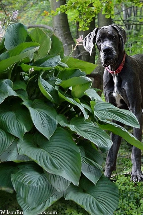 Empress Wu Giant Hosta Lily - 6 Pack Of 1 Gallon Pots 7 Empress Wu Giant Hosta Lily - 6 Pack Of 1 Gallon Pots - Image 5