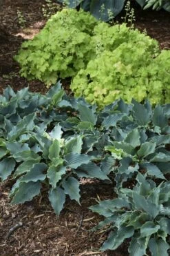 Waterslide Hosta Lily - 1 Gallon Pot -Cheap Plants Store hosta lily waterslide 11