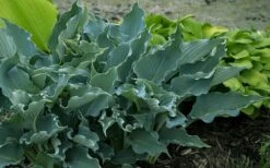 Waterslide Hosta Lily - 1 Gallon Pot -Cheap Plants Store hosta lily waterslide 14