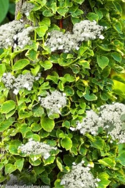 Miranda Climbing Hydrangea - 2 Gallon Pot -Cheap Plants Store hydrangea anomala petiolaris miranda climbing hydrangea 8