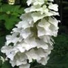Oakleaf Hydrangea - 1 Gallon Pot -Cheap Plants Store hydrangea oakleaf 10