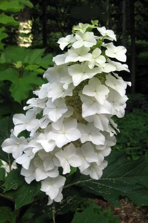 Oakleaf Hydrangea - 1 Gallon Pot 3 Oakleaf Hydrangea - 1 Gallon Pot